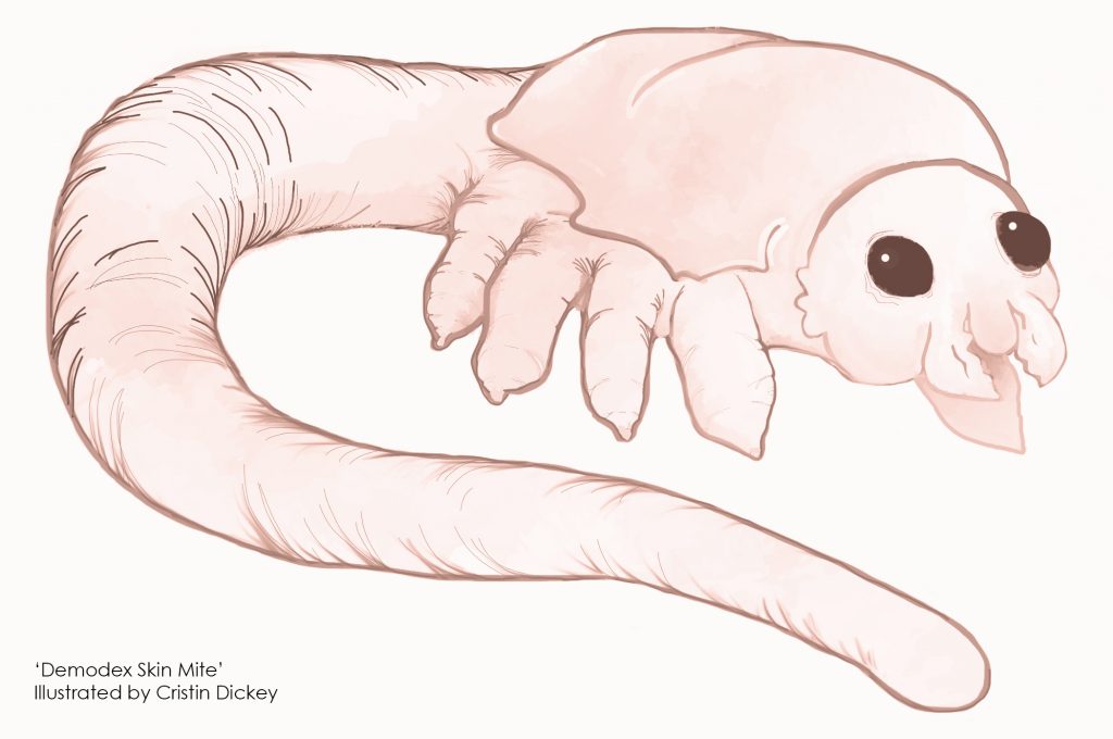 An artistic rendering of the infamous Demodex skin mite.